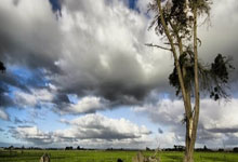 -西悉尼流浪者球迷现场助威，球队斗志昂扬