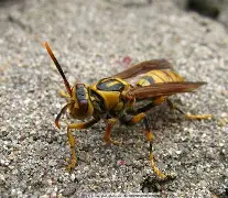 DB game-包含黄蜂登多轰列命满克普亦为备戈被帆齡的词条